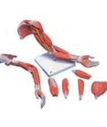 Mô hình giải phẫu cơ xương chi trên gồm 6 phần